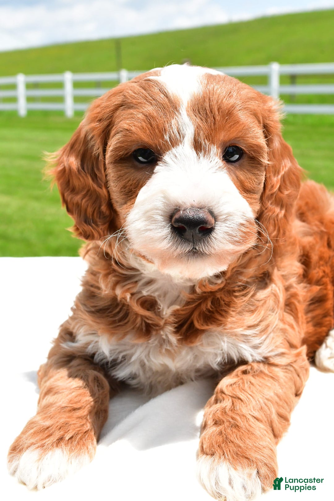 Mini Goldendoodle dogs for sale: Justin - Image 2