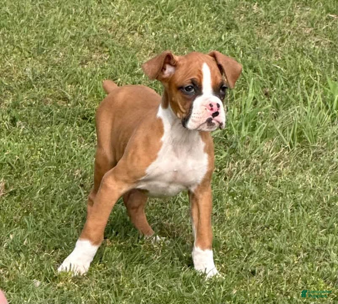 Boxer dogs for sale: Sparky - Image 1