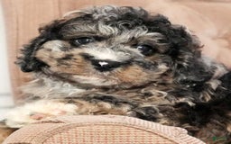 Cockapoo dogs for sale: Bo Jangles - Image 9