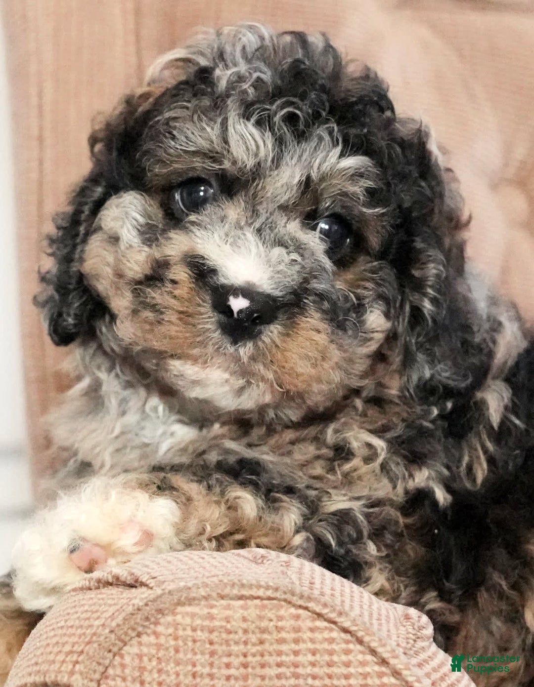 Cockapoo dogs for sale: Bo Jangles - Image 9