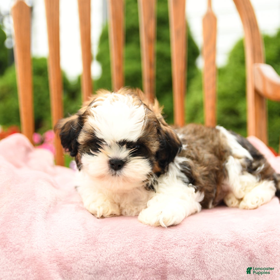 Shih Tzu dogs for sale: Parker - Image 9