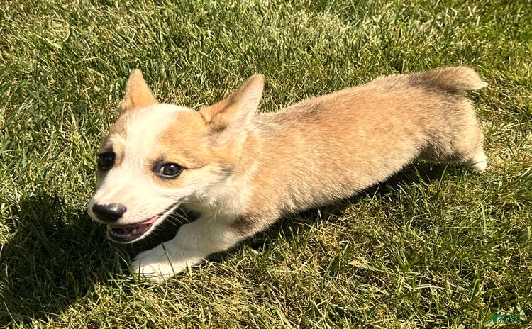 Welsh Corgi Pembroke dogs for sale - Ad 4