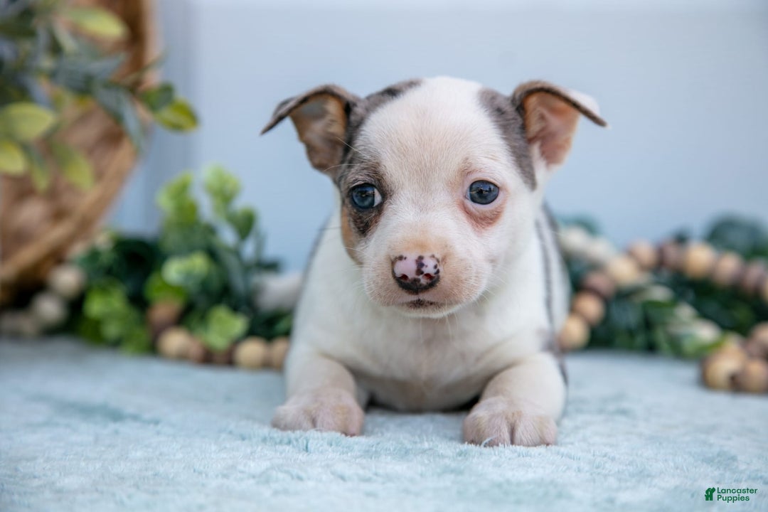Chihuahua dogs for sale: Puddles - Image 3