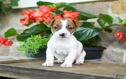 Jack Russell Terrier dogs for sale: Peaches - Image 2