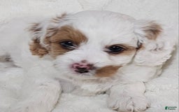 Cavapoo dogs for sale: Milkyway - Image 11