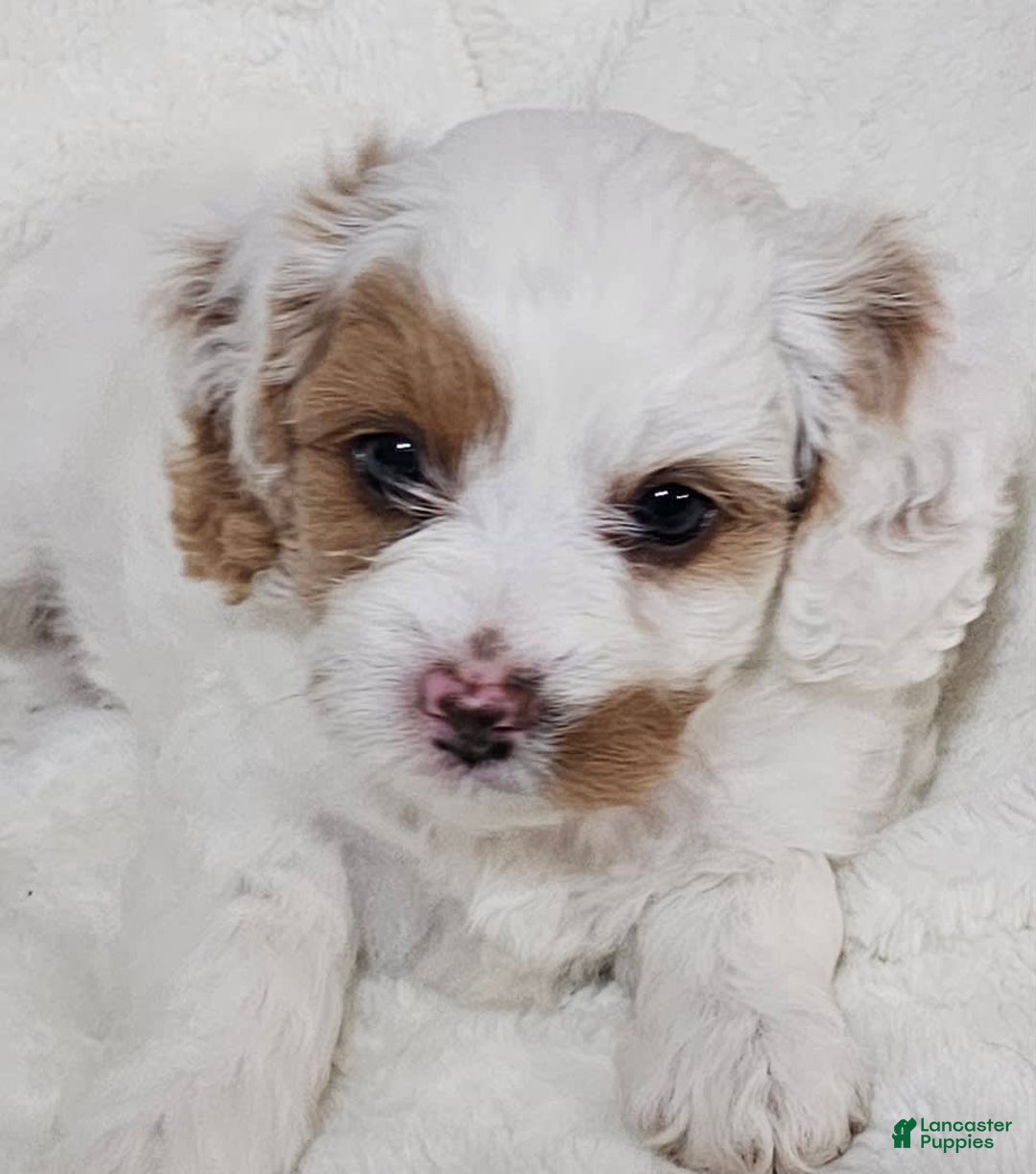 Cavapoo dogs for sale: Milkyway - Image 11