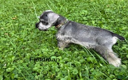 Miniature Schnauzer dogs for sale: Miniature Schnauzer 6 puppies - Image 8