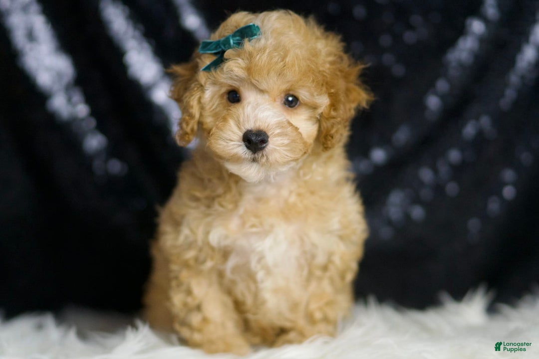 Toy Poodle dogs for sale: Connor - Image 4