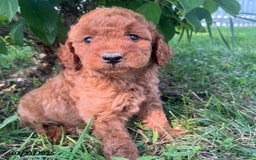 Mini Goldendoodle dogs for sale: Zala - Image 2