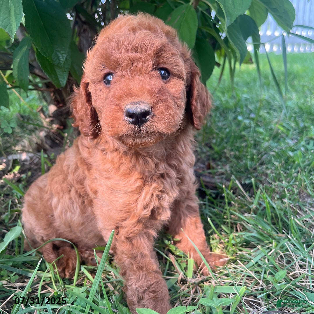 Mini Goldendoodle dogs for sale: Zala - Image 2