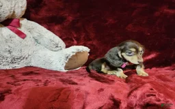 Miniature Dachshund dogs for sale: KISSES - Image 8
