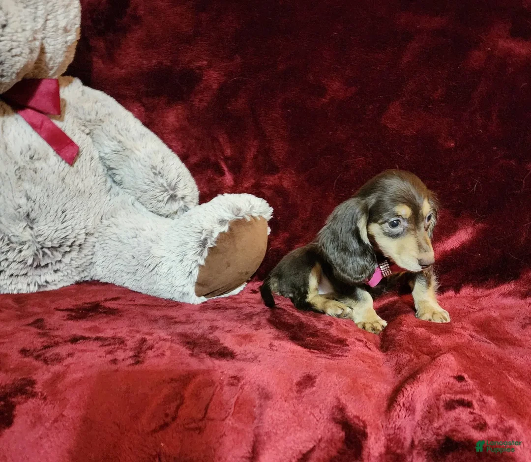 Miniature Dachshund dogs for sale: KISSES - Image 8
