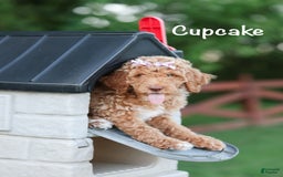 Standard Poodle dogs for sale: Cupcake - Image 6