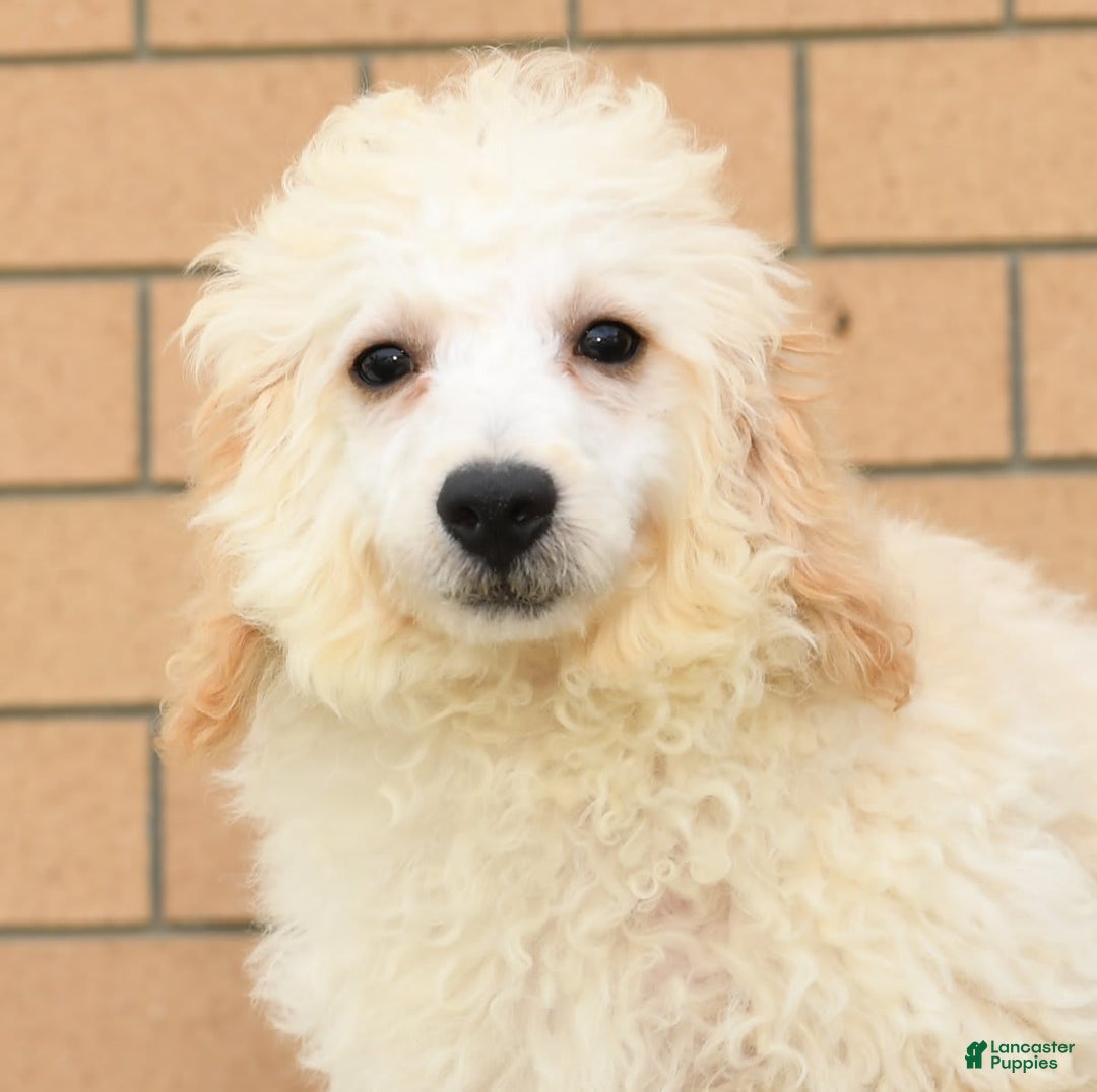 Bichpoo dogs for sale: Mose - Image 9