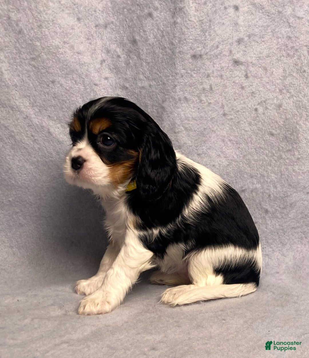 Cavalier King Charles Spaniel dogs for sale: Missy - Image 30