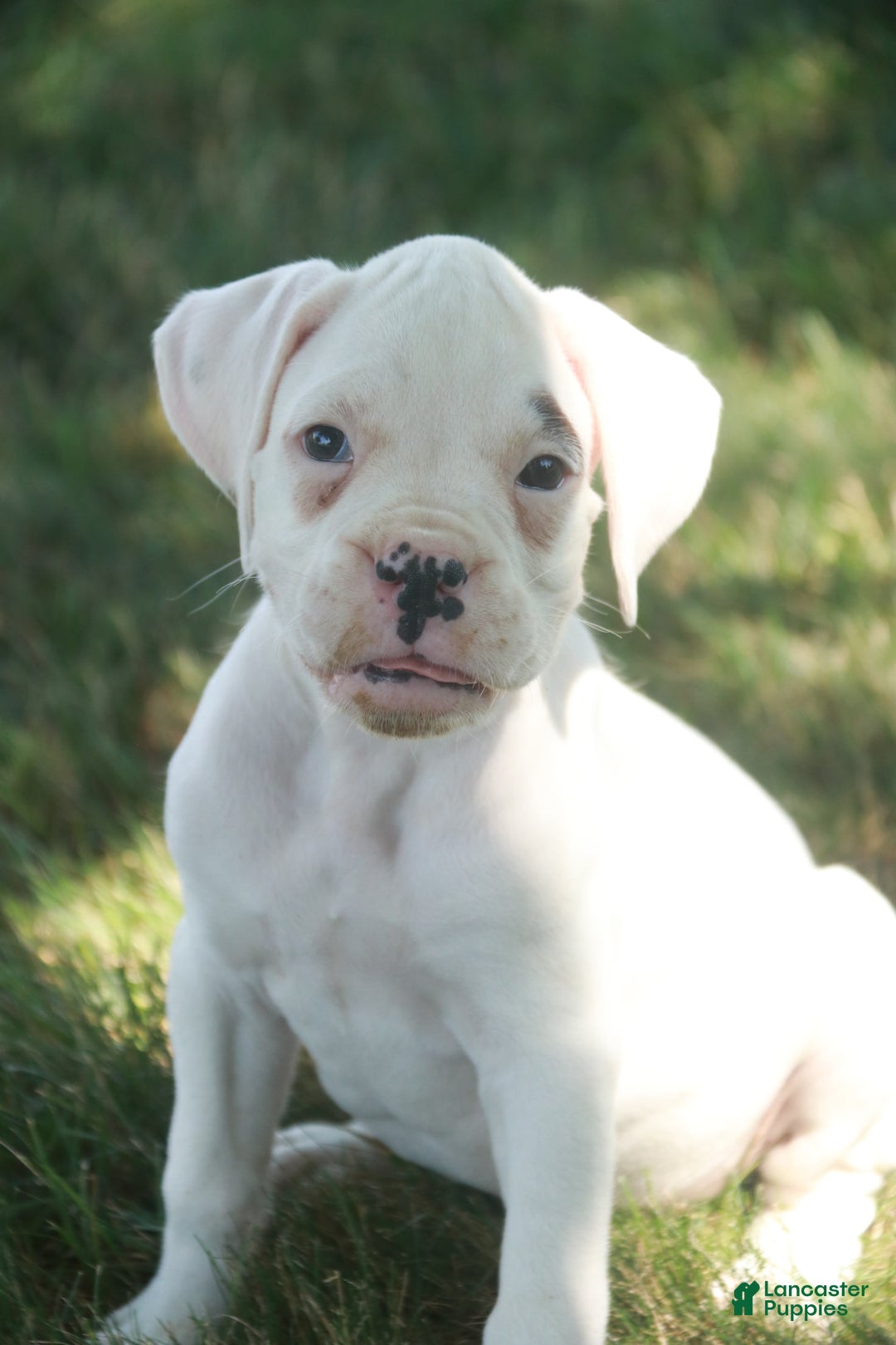 Boxer dogs for sale: Sadie - Image 6