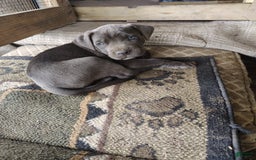 Cane Corso dogs for sale: Delia - Image 8