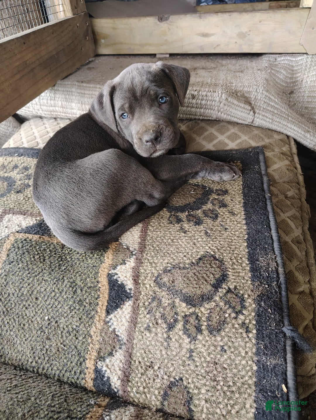 Cane Corso dogs for sale: Delia - Image 8