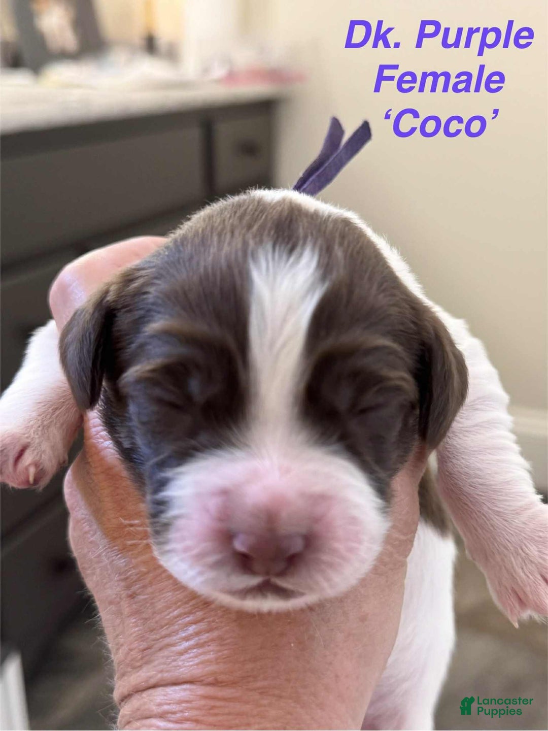 English Springer Spaniel dogs for sale: Coco - Image 4