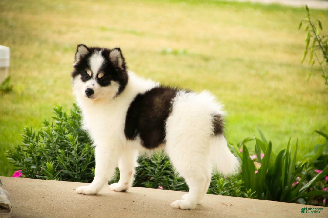 Pomsky dogs for sale: Flare - Image 2