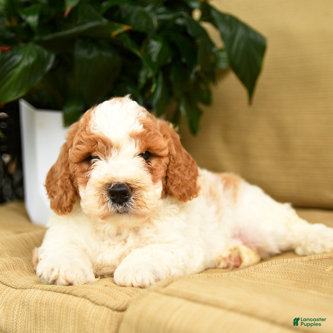 Mini Goldendoodle dogs for sale: Hero - Image 2