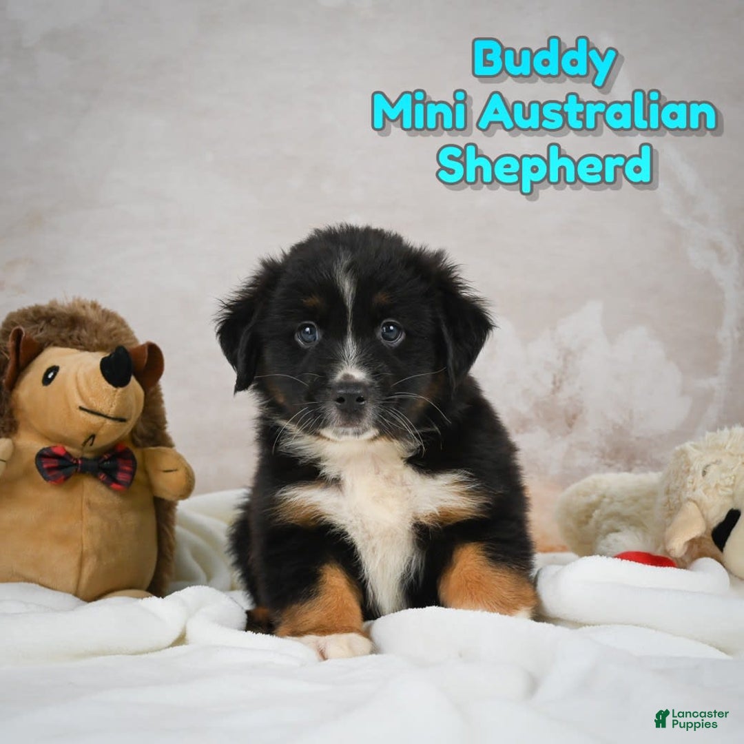 Miniature Australian Shepherd dogs for sale: Buddy - Image 5