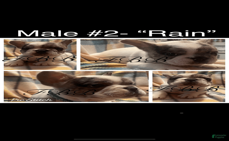 French Bulldog dogs for sale - Ad 3