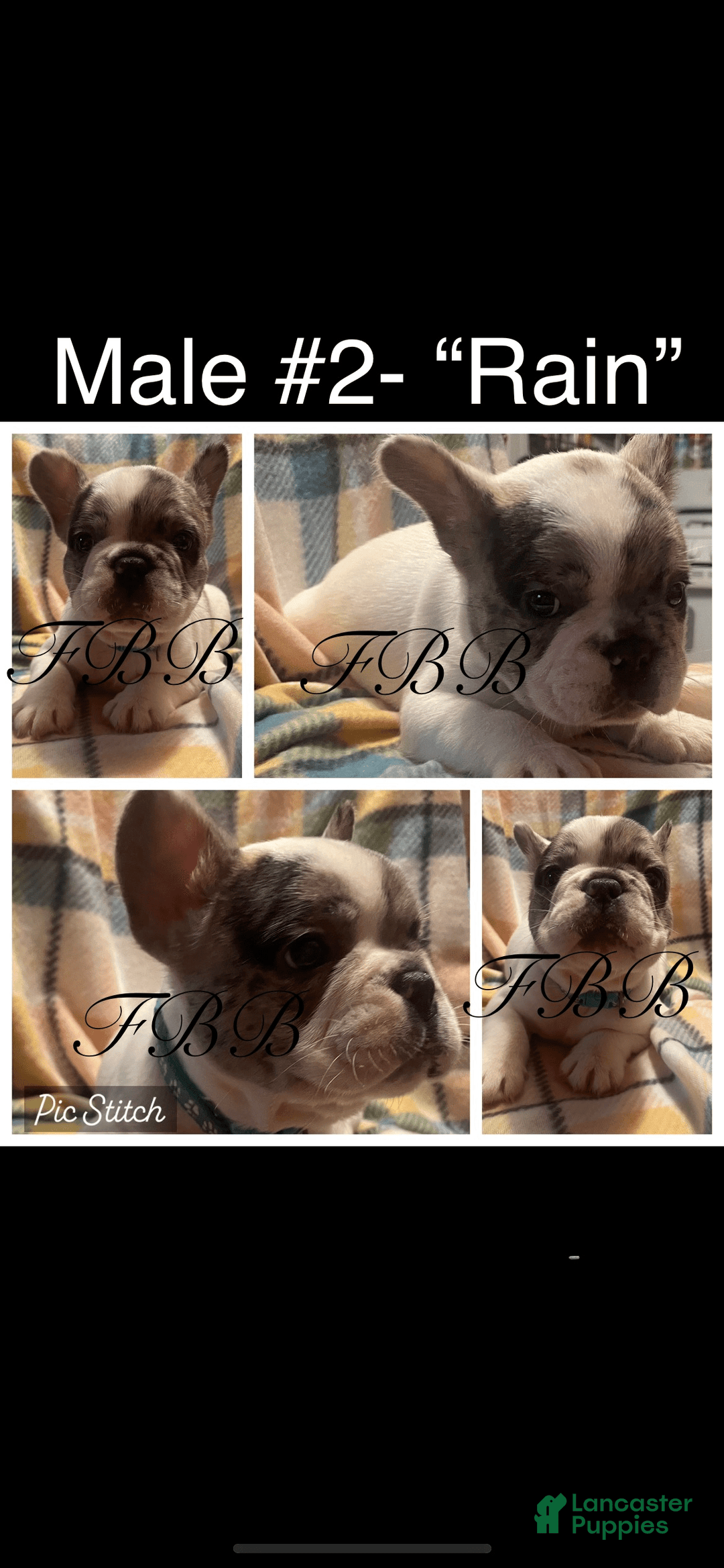 French Bulldog dogs for sale: Rain - Image 1
