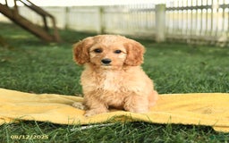 Cockapoo dogs for sale: Tom Sawyer - Image 4