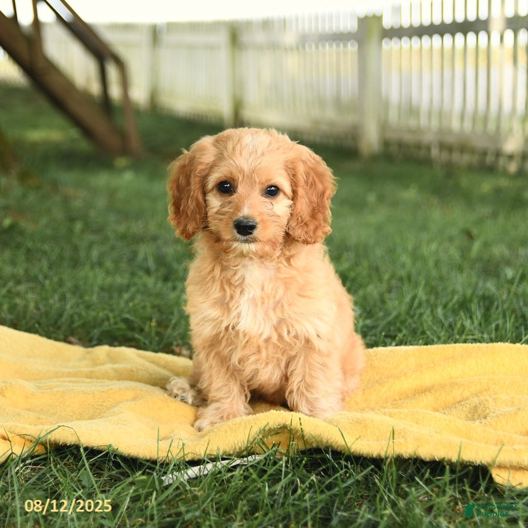 Cockapoo dogs for sale: Tom Sawyer - Image 4