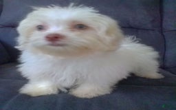 Maltese dogs for sale: Daisy - Image 5