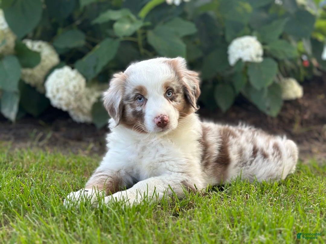 Australian Shepherd dogs for sale: Jade - Image 4
