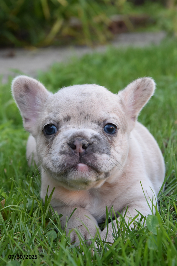 French Bulldog dogs for sale: Kristi - Image 3