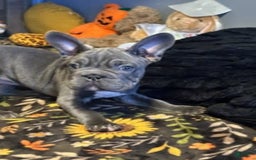 Frenchton dogs for sale: Girl 1 - Image 1