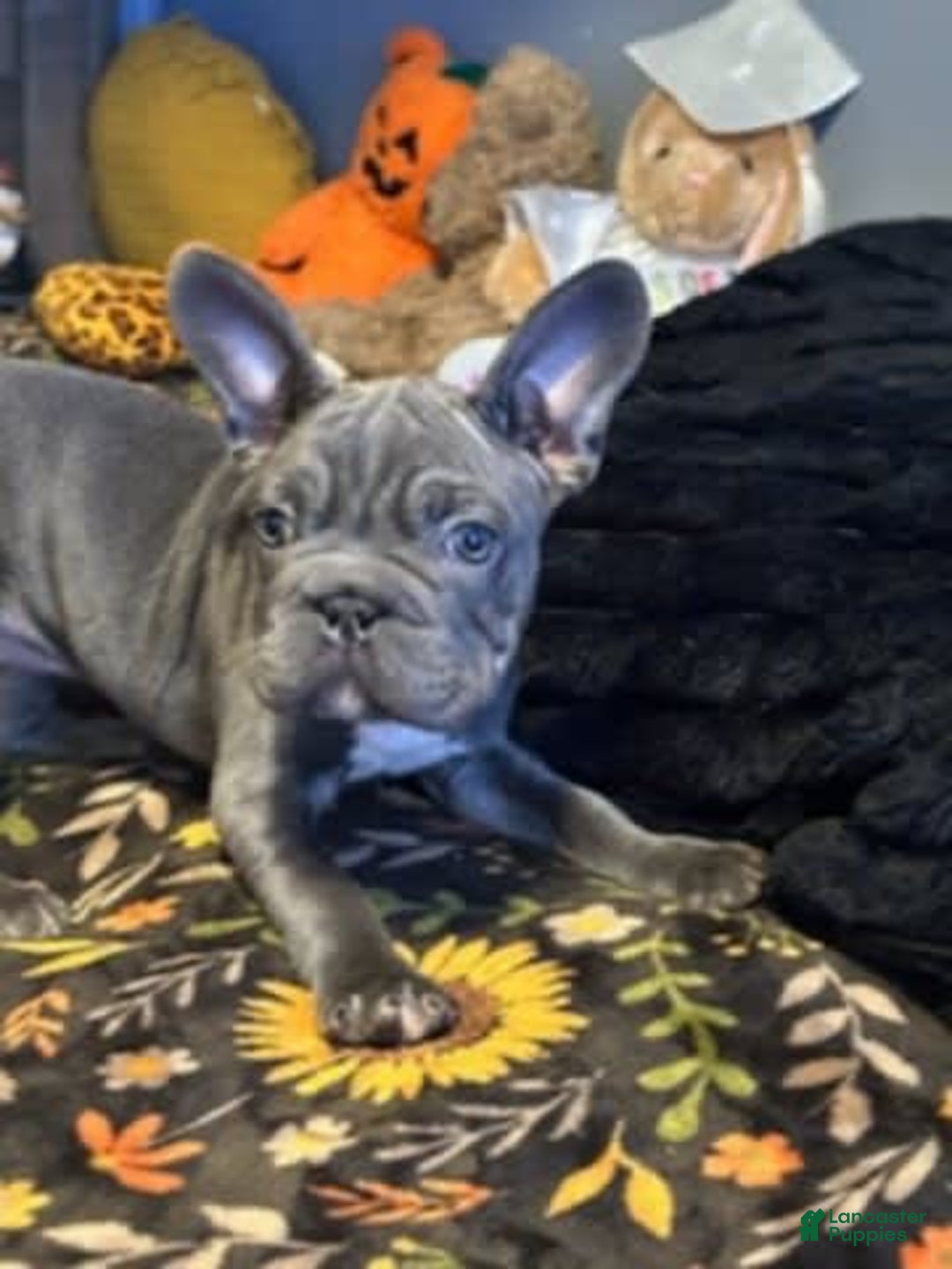 Frenchton dogs for sale: Girl 1 - Image 1