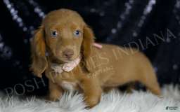 Miniature Dachshund dogs for sale: Mitzy - Image 2