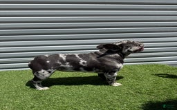 French Bulldog dogs for sale: Nova - Image 4