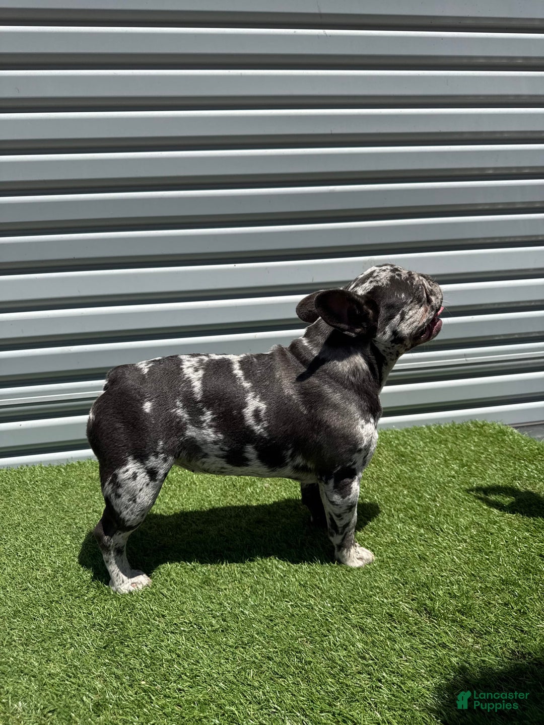 French Bulldog dogs for sale: Nova - Image 4