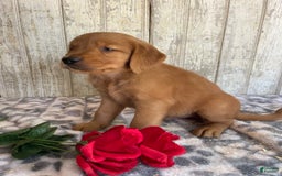 Golden Retriever dogs for sale: Flash - Image 4