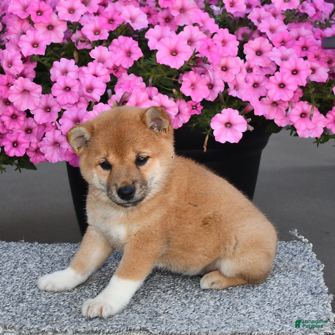 Shiba Inu dogs for sale: Emmy - Image 10