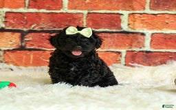 Yorkiepoo dogs for sale: Rex - Image 2
