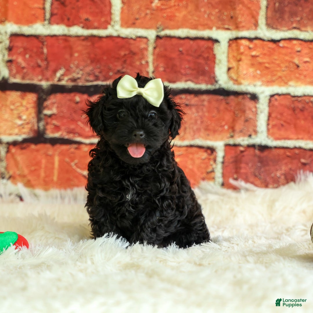 Yorkiepoo dogs for sale: Rex - Image 2