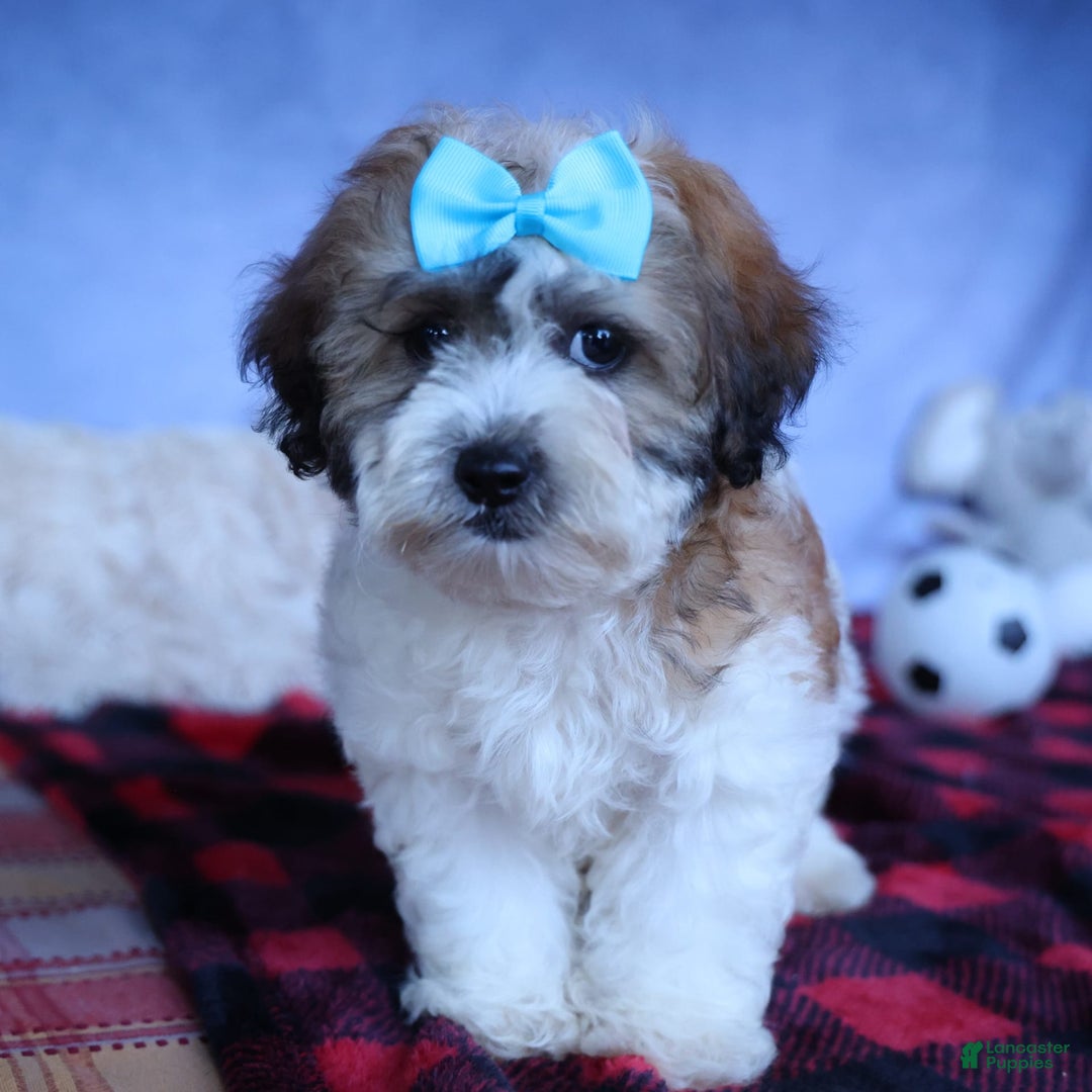 Shihpoo dogs for sale: Hunter - Image 9