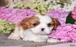 Cavalier King Charles Spaniel dogs for sale: Victor - Image 3