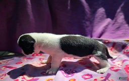 Border Collie dogs for sale: Dolly - Image 12
