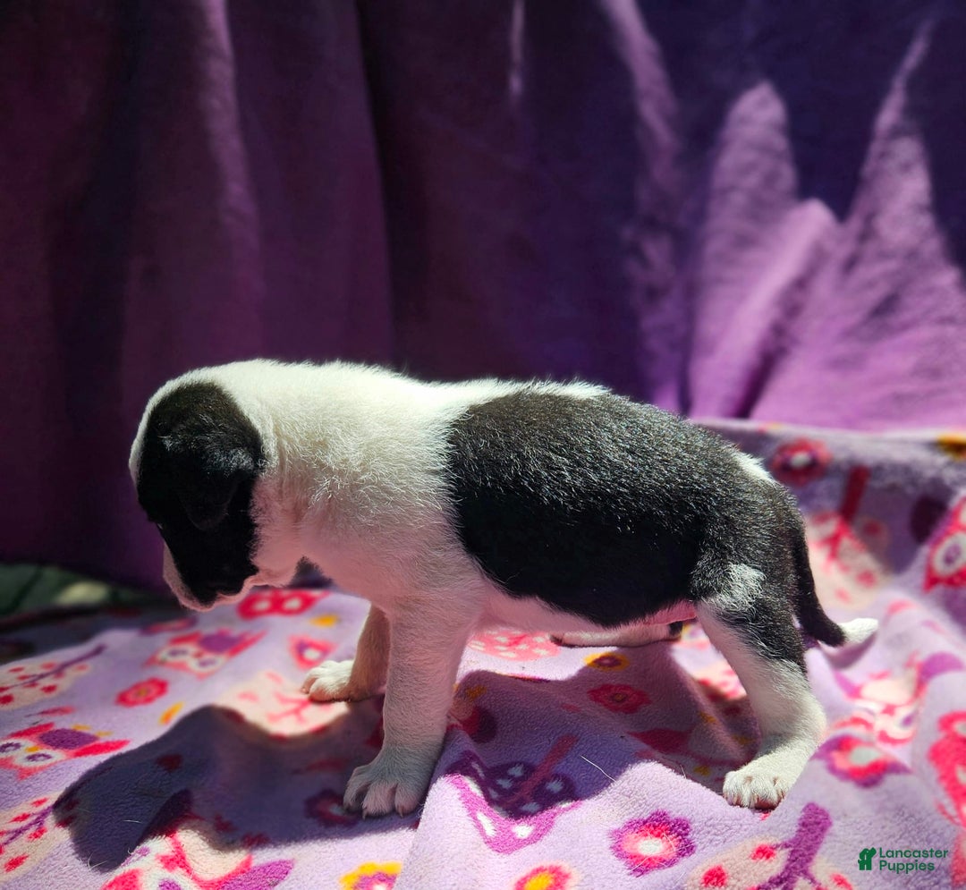 Border Collie dogs for sale: Dolly - Image 12