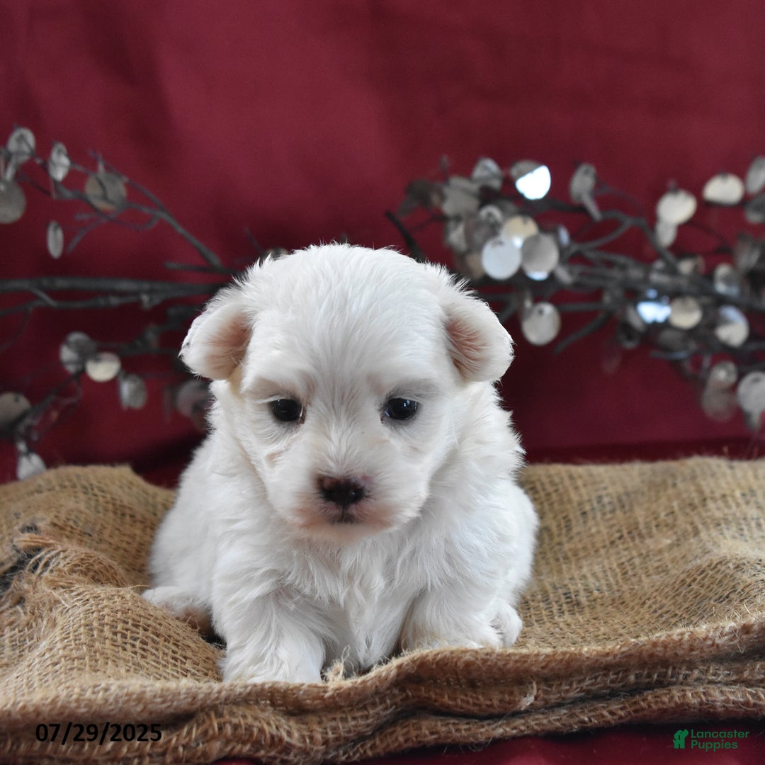 Maltese dogs for sale: Brent - Image 3