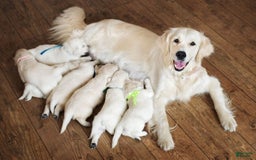 Alaskan Husky dogs for sale: Alaskan Husky Puppy 1 UPD - Image 1