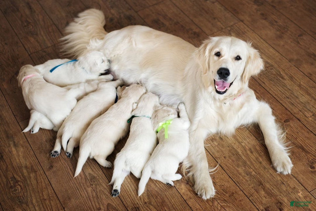 Alaskan Husky dogs for sale: Alaskan Husky Puppy 1 UPD - Image 1