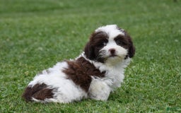 Teddy Bear dogs for sale: Addison - Image 1